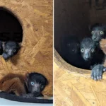 Critically endangered lemur gives birth to incredibly rare set of quadruplets at Devon zoo in major boost for species with quad births accounting for under 6% globally.
