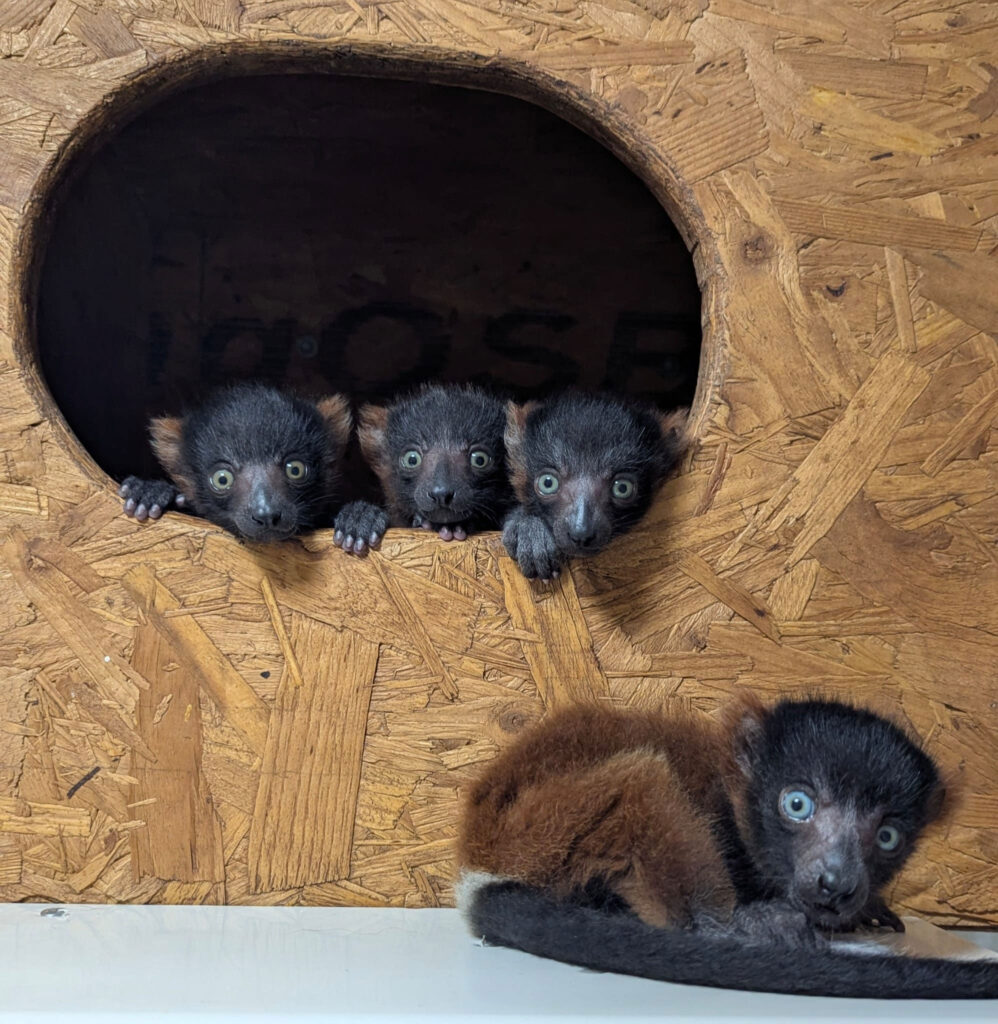 Critically endangered lemur gives birth to incredibly rare set of quadruplets at Devon zoo in major boost for species with quad births accounting for under 6% globally.