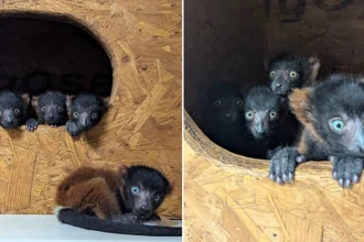 Critically endangered lemur gives birth to incredibly rare set of quadruplets at Devon zoo in major boost for species with quad births accounting for under 6% globally.