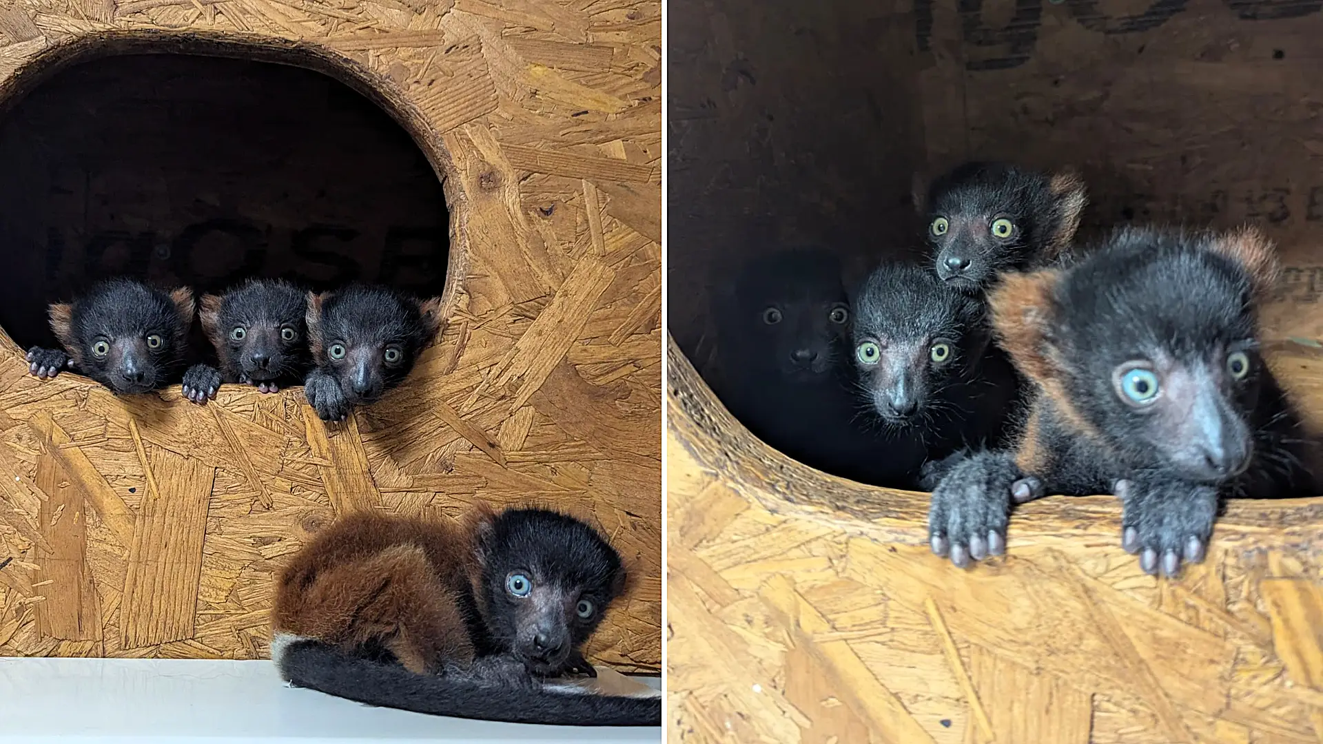 Critically endangered lemur gives birth to incredibly rare set of quadruplets at Devon zoo in major boost for species with quad births accounting for under 6% globally.