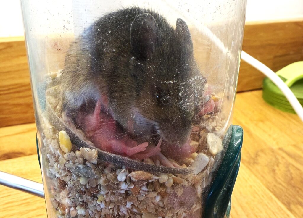 An animal rescuer has called it the most bonkers thing she has ever seen - a mouse squeezed into a narrow bird feeder in Devon and gave birth to a litter inside.
