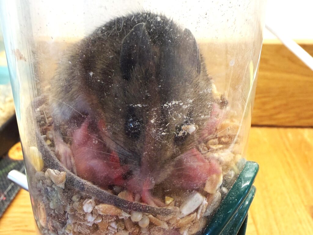 An animal rescuer has called it the most bonkers thing she has ever seen - a mouse squeezed into a narrow bird feeder in Devon and gave birth to a litter inside.