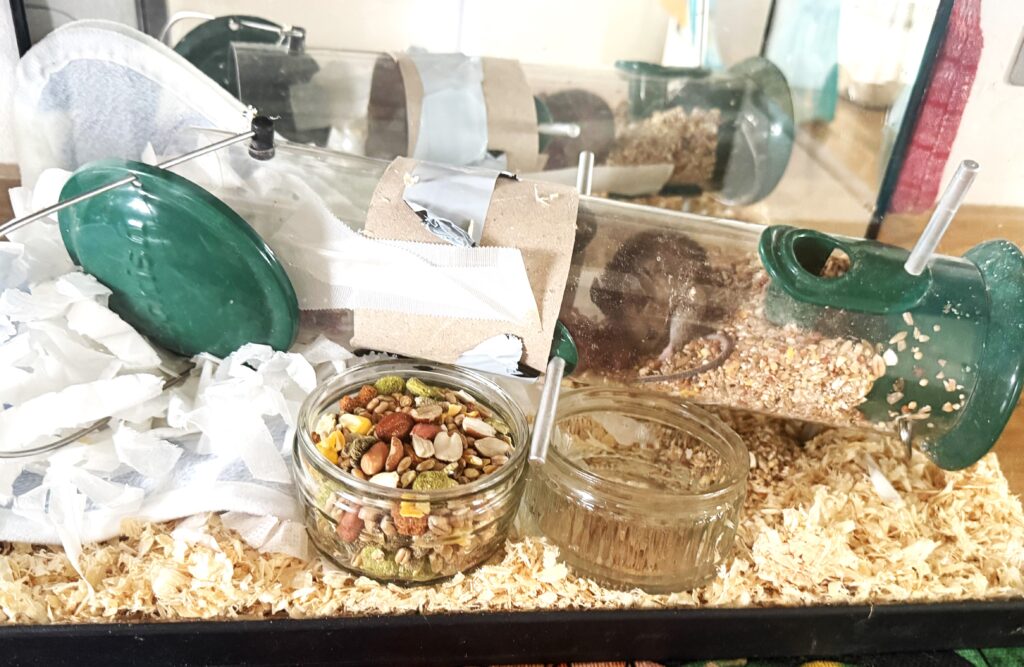 An animal rescuer has called it the most bonkers thing she has ever seen - a mouse squeezed into a narrow bird feeder in Devon and gave birth to a litter inside.