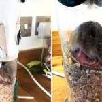 An animal rescuer has called it the most bonkers thing she has ever seen - a mouse squeezed into a narrow bird feeder in Devon and gave birth to a litter inside.