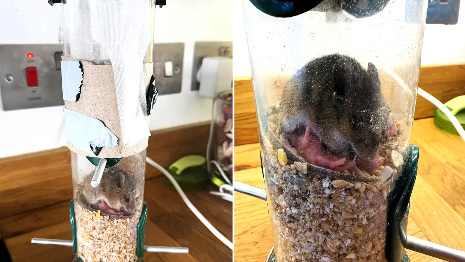 An animal rescuer has called it the most bonkers thing she has ever seen - a mouse squeezed into a narrow bird feeder in Devon and gave birth to a litter inside.