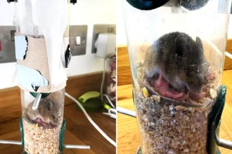 An animal rescuer has called it the most bonkers thing she has ever seen - a mouse squeezed into a narrow bird feeder in Devon and gave birth to a litter inside.