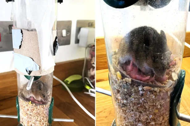 An animal rescuer has called it the most bonkers thing she has ever seen - a mouse squeezed into a narrow bird feeder in Devon and gave birth to a litter inside.