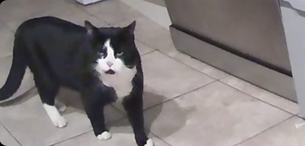 Family who installed camera to catch mystery culprit wrecking their sofa stunned to discover three neighbourhood cats had been sneaking into their home for months on end.