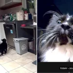 Family who installed camera to catch mystery culprit wrecking their sofa stunned to discover three neighbourhood cats had been sneaking into their home for months on end.