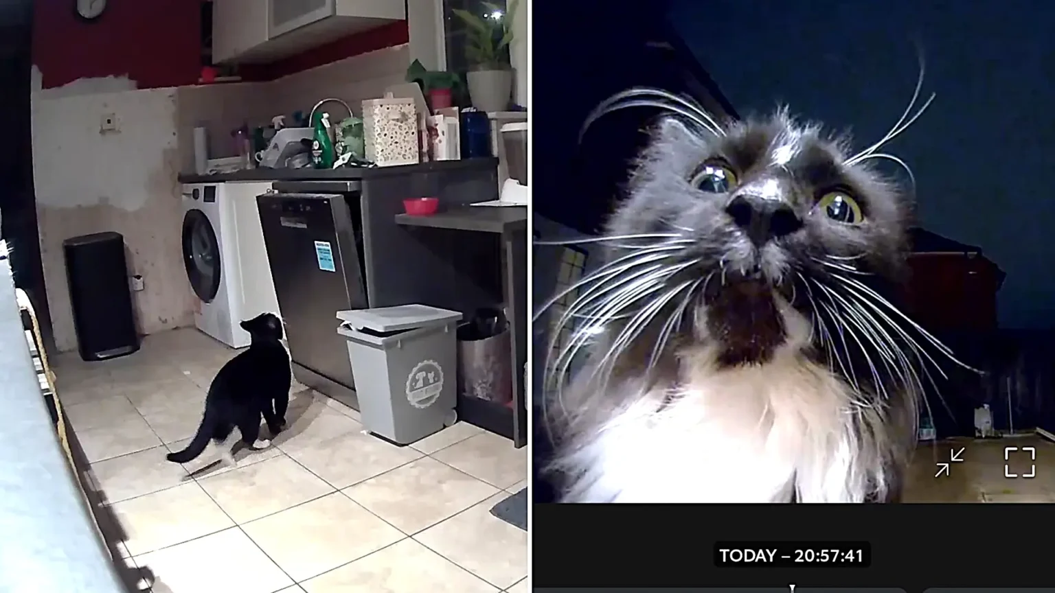 Family who installed camera to catch mystery culprit wrecking their sofa stunned to discover three neighbourhood cats had been sneaking into their home for months on end.