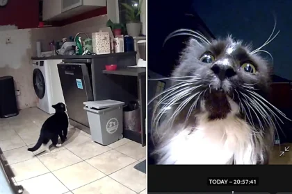 Family who installed camera to catch mystery culprit wrecking their sofa stunned to discover three neighbourhood cats had been sneaking into their home for months on end.