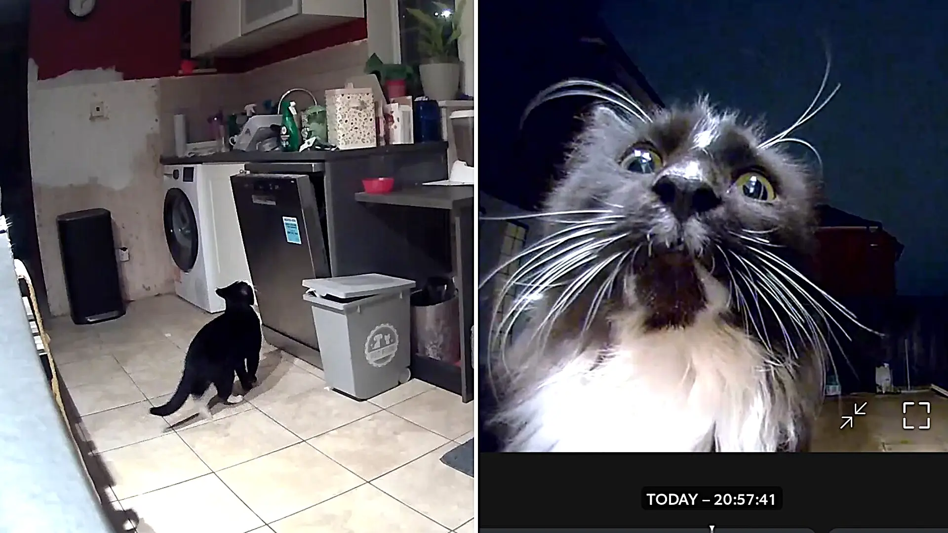 Family who installed camera to catch mystery culprit wrecking their sofa stunned to discover three neighbourhood cats had been sneaking into their home for months on end.