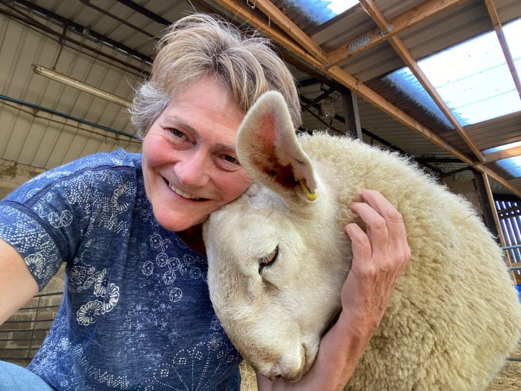 Sheep from a Hampshire farm are starring alongside Hugh Jackman in The Sheep Detectives, with filmmakers using a dome of hundreds of cameras to study their lip movements.