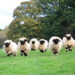 Sheep from a Hampshire farm are starring alongside Hugh Jackman in The Sheep Detectives, with filmmakers using a dome of hundreds of cameras to study their lip movements.