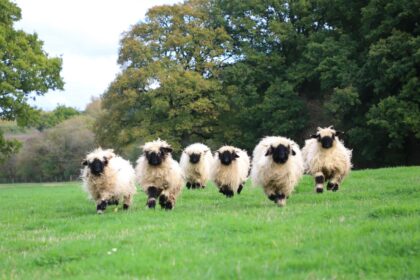 Sheep from a Hampshire farm are starring alongside Hugh Jackman in The Sheep Detectives, with filmmakers using a dome of hundreds of cameras to study their lip movements.