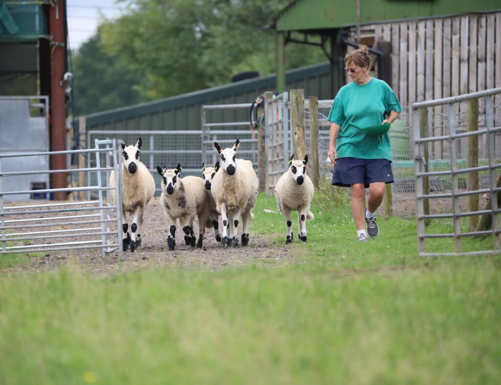 Sheep from a Hampshire farm are starring alongside Hugh Jackman in The Sheep Detectives, with filmmakers using a dome of hundreds of cameras to study their lip movements.