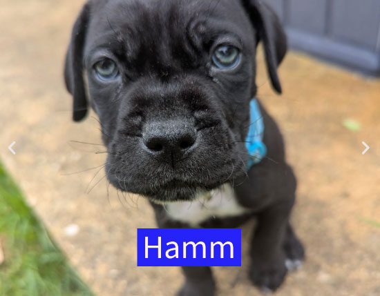 Four puppies named after Toy Story characters are searching for homes after their mum rejected them at five weeks old - staff say they love to play tug before crashing out on your lap.
