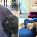 Four puppies named after Toy Story characters are searching for homes after their mum rejected them at five weeks old - staff say they love to play tug before crashing out on your lap.