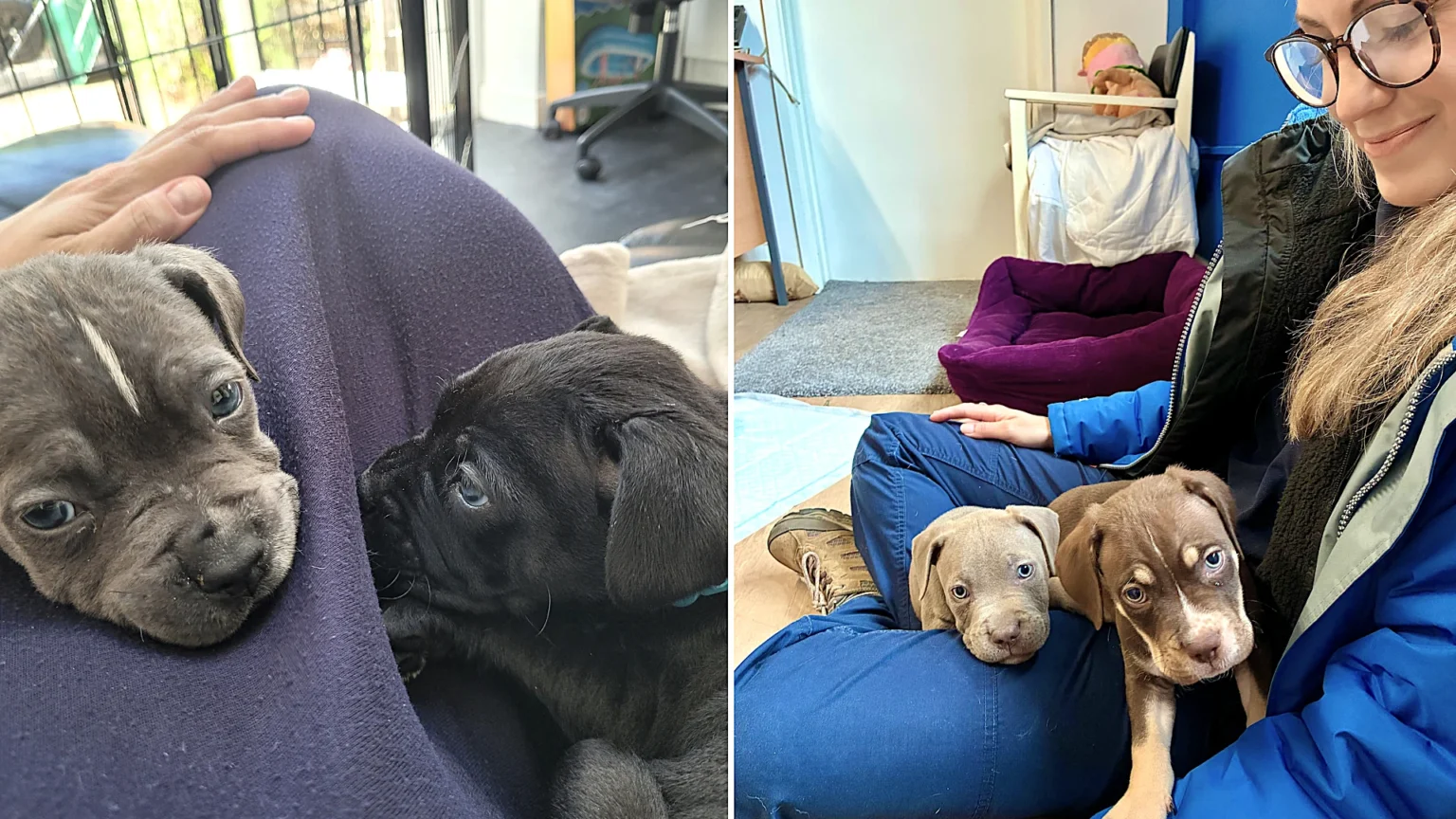 Four puppies named after Toy Story characters are searching for homes after their mum rejected them at five weeks old - staff say they love to play tug before crashing out on your lap.