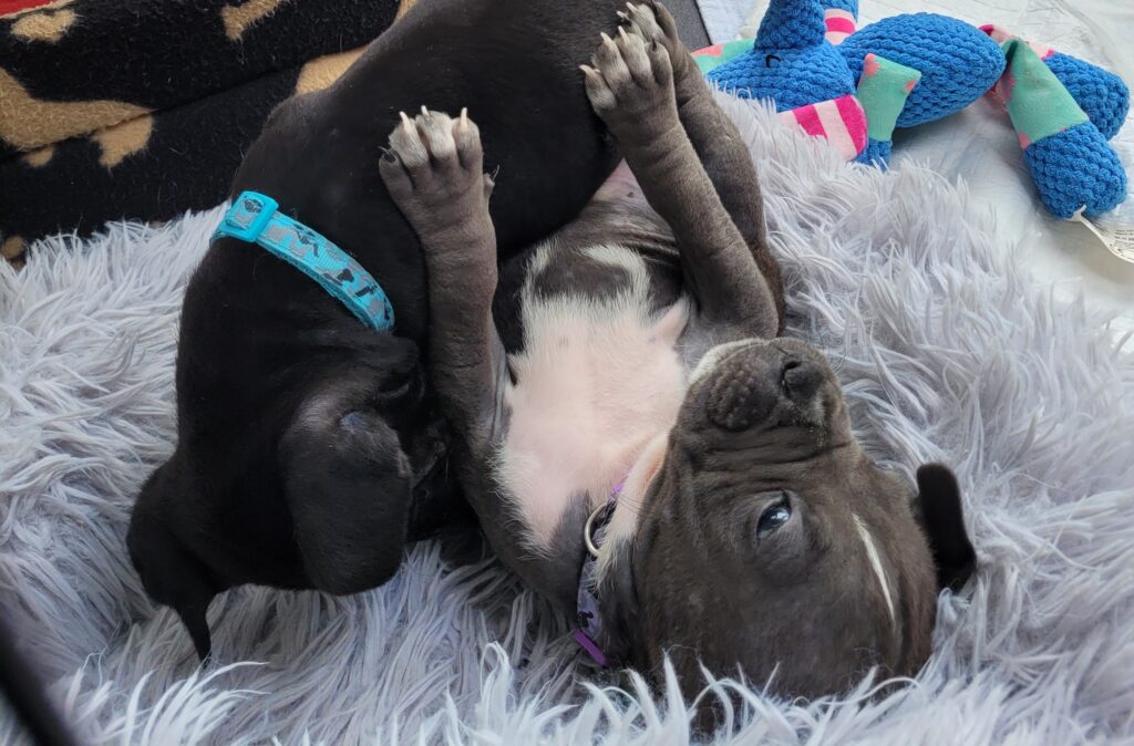 Four puppies named after Toy Story characters are searching for homes after their mum rejected them at five weeks old - staff say they love to play tug before crashing out on your lap.
