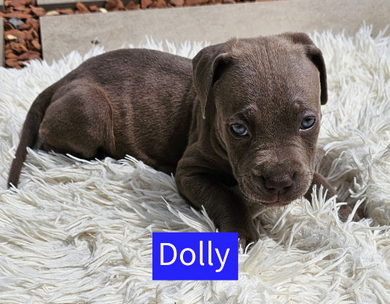 Four puppies named after Toy Story characters are searching for homes after their mum rejected them at five weeks old - staff say they love to play tug before crashing out on your lap.