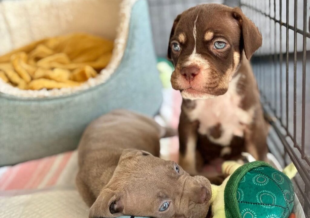 Four puppies named after Toy Story characters are searching for homes after their mum rejected them at five weeks old - staff say they love to play tug before crashing out on your lap.