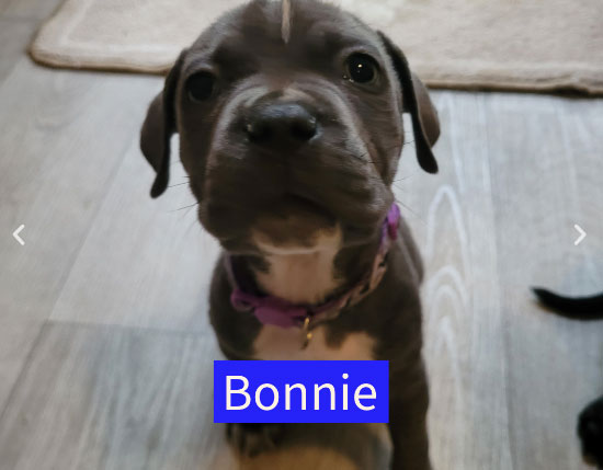 Four puppies named after Toy Story characters are searching for homes after their mum rejected them at five weeks old - staff say they love to play tug before crashing out on your lap.