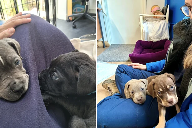 Four puppies named after Toy Story characters are searching for homes after their mum rejected them at five weeks old - staff say they love to play tug before crashing out on your lap.