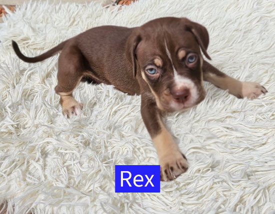 Four puppies named after Toy Story characters are searching for homes after their mum rejected them at five weeks old - staff say they love to play tug before crashing out on your lap.