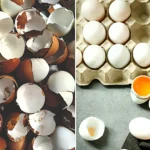 Gardeners urged to stop binning eggshells after breakfast as experts reveal genius low-cost trick using sharp shards to stop slugs and snails destroying precious plants.