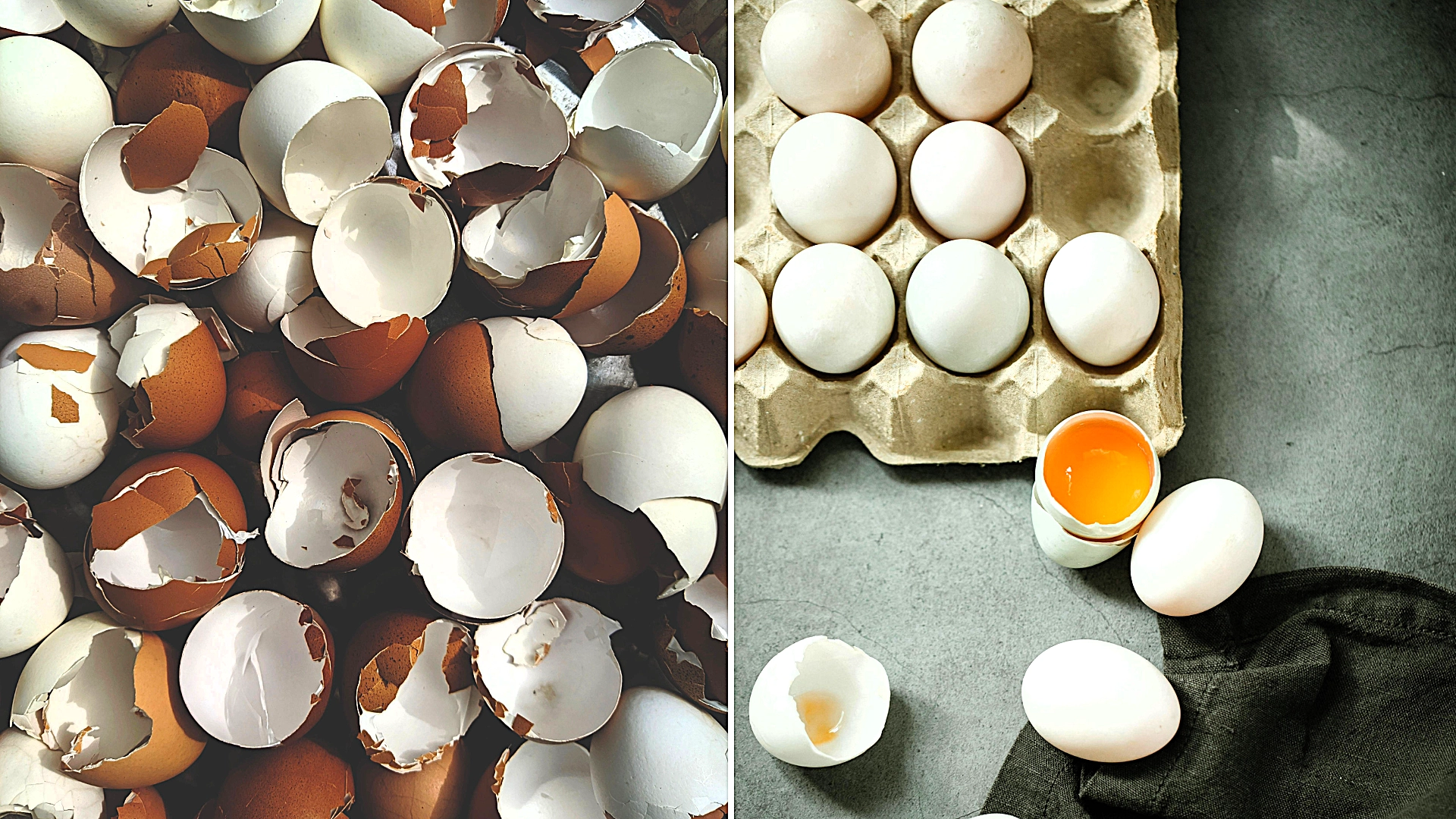 Gardeners urged to stop binning eggshells after breakfast as experts reveal genius low-cost trick using sharp shards to stop slugs and snails destroying precious plants.