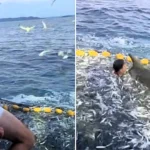 A fisherman stripped to his underwear and dived into a net teeming with live fish to free a trapped dolphin - and the rescue was caught on camera.