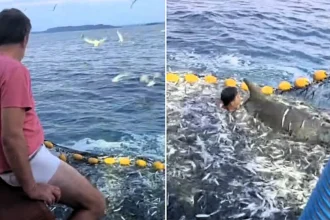 A fisherman stripped to his underwear and dived into a net teeming with live fish to free a trapped dolphin - and the rescue was caught on camera.