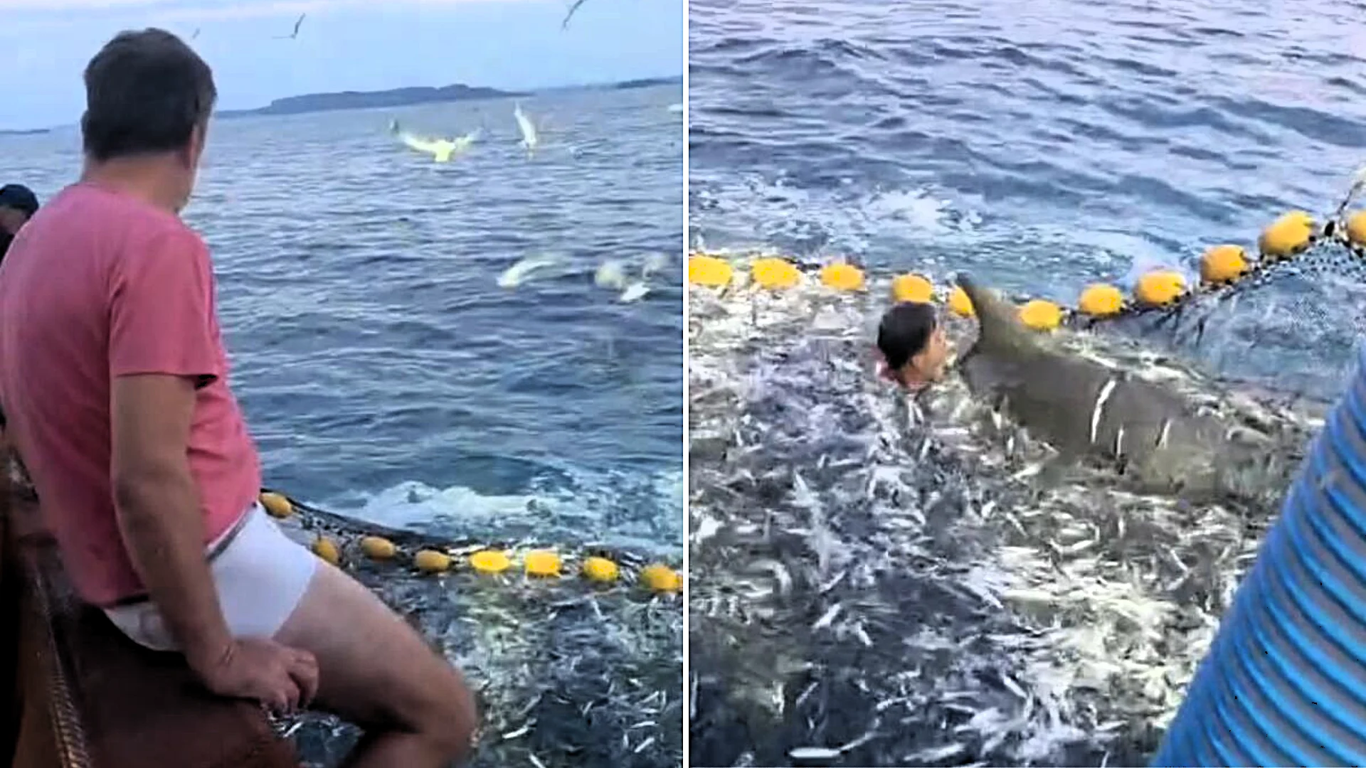 A fisherman stripped to his underwear and dived into a net teeming with live fish to free a trapped dolphin - and the rescue was caught on camera.