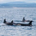 Around 20 killer whales from multiple pods stunned boat passengers off Northumberland's Farne Islands, with one orca performing a rare and spectacular breach.
