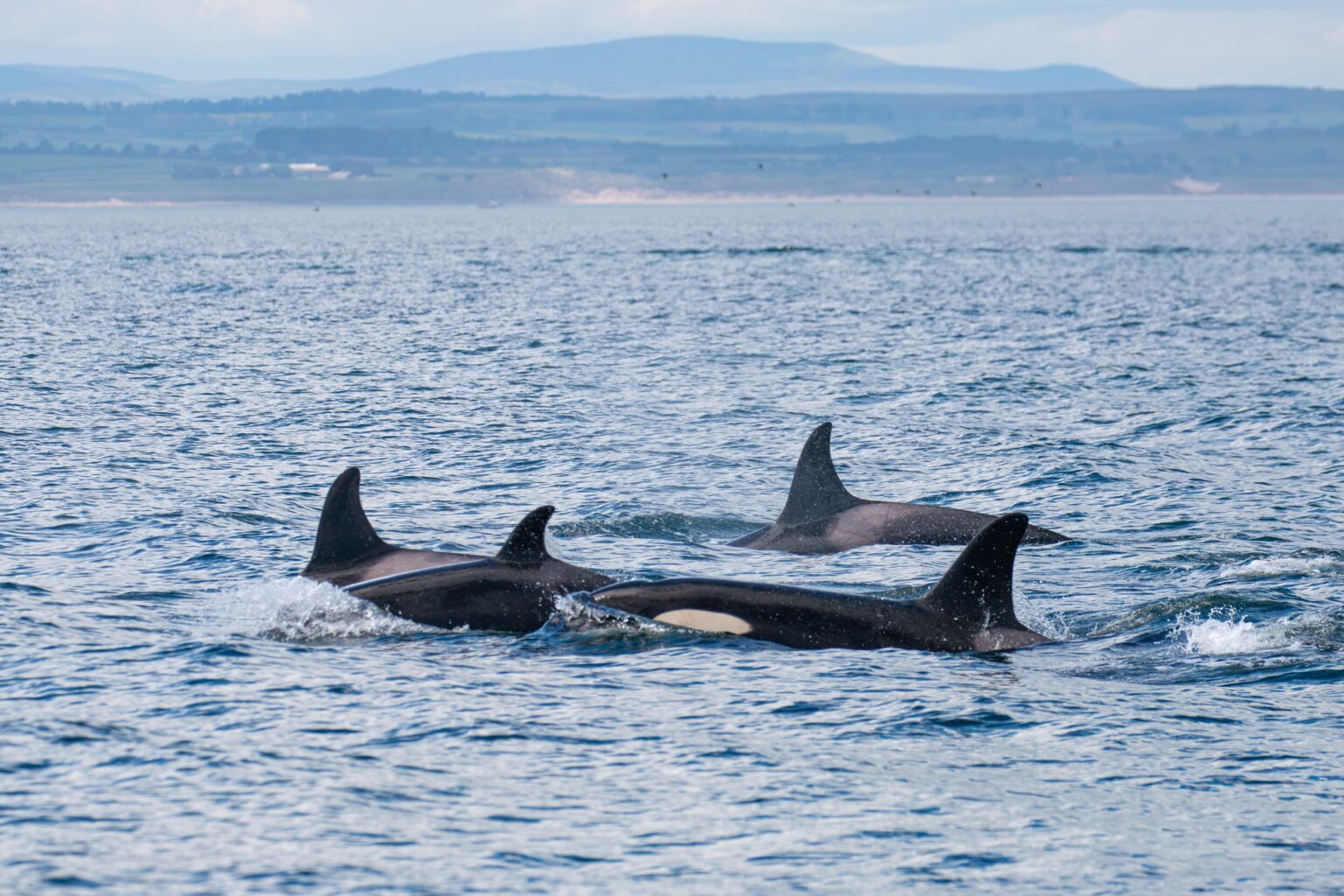 Around 20 killer whales from multiple pods stunned boat passengers off Northumberland's Farne Islands, with one orca performing a rare and spectacular breach.