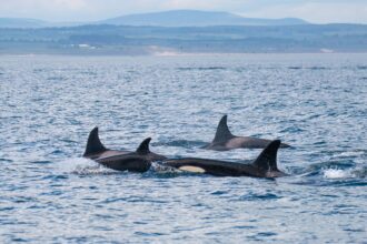 Around 20 killer whales from multiple pods stunned boat passengers off Northumberland's Farne Islands, with one orca performing a rare and spectacular breach.