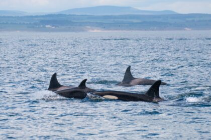 Around 20 killer whales from multiple pods stunned boat passengers off Northumberland's Farne Islands, with one orca performing a rare and spectacular breach.