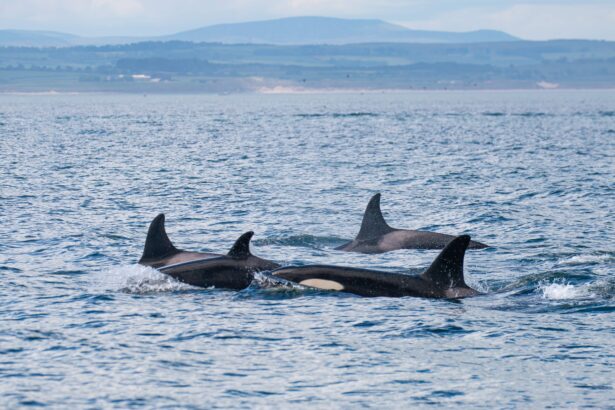 Around 20 killer whales from multiple pods stunned boat passengers off Northumberland's Farne Islands, with one orca performing a rare and spectacular breach.