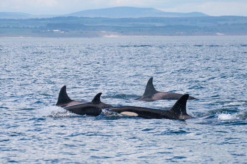 Around 20 killer whales from multiple pods stunned boat passengers off Northumberland's Farne Islands, with one orca performing a rare and spectacular breach.