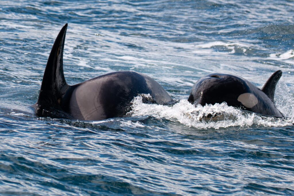 Around 20 killer whales from multiple pods stunned boat passengers off Northumberland's Farne Islands, with one orca performing a rare and spectacular breach.