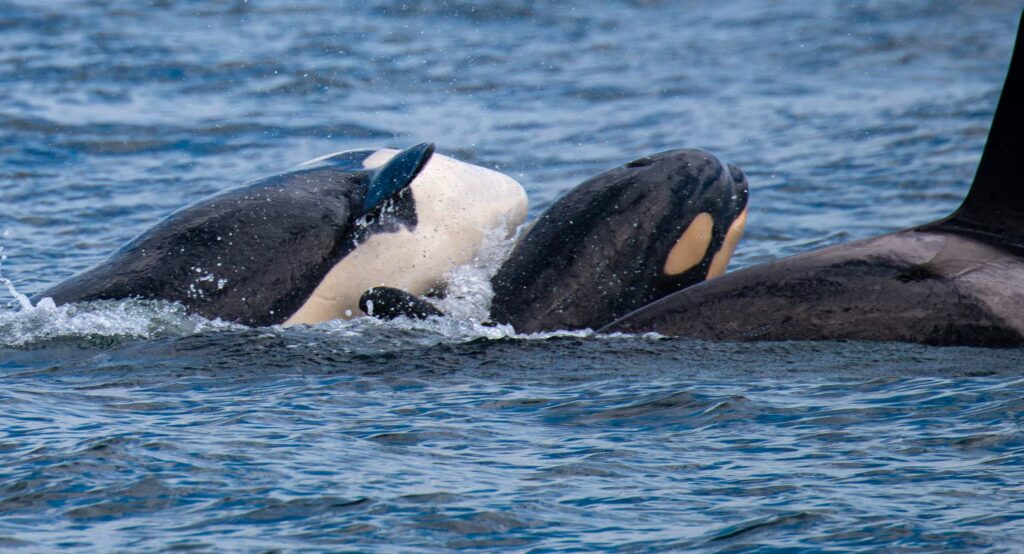 Around 20 killer whales from multiple pods stunned boat passengers off Northumberland's Farne Islands, with one orca performing a rare and spectacular breach.