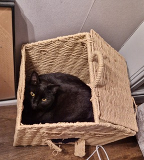 Family who installed camera to catch mystery culprit wrecking their sofa stunned to discover three neighbourhood cats had been sneaking into their home for months on end.