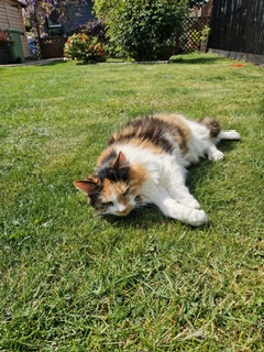 Family who installed camera to catch mystery culprit wrecking their sofa stunned to discover three neighbourhood cats had been sneaking into their home for months on end.