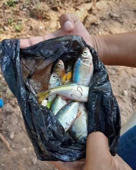 Hundreds of fish rained down from the sky during a storm in inland Honduras - as locals rushed out with buckets to collect them in an event reported for over a century.