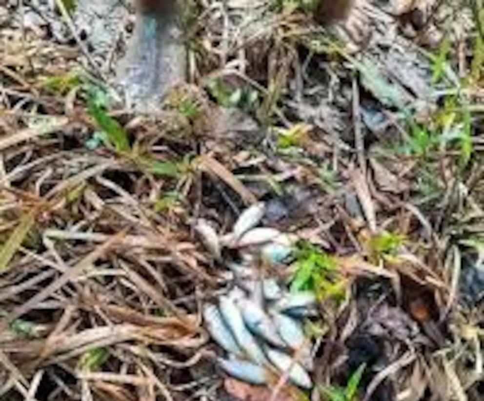 Hundreds of fish rained down from the sky during a storm in inland Honduras - as locals rushed out with buckets to collect them in an event reported for over a century.