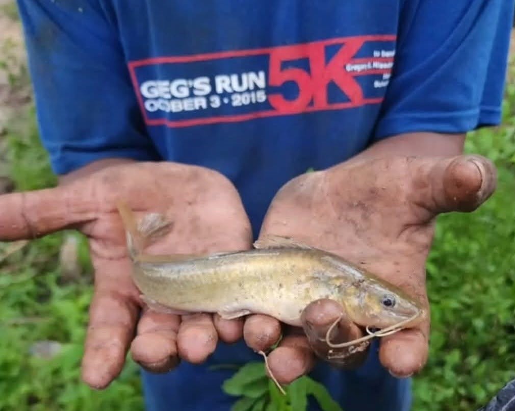 Hundreds of fish rained down from the sky during a storm in inland Honduras - as locals rushed out with buckets to collect them in an event reported for over a century.