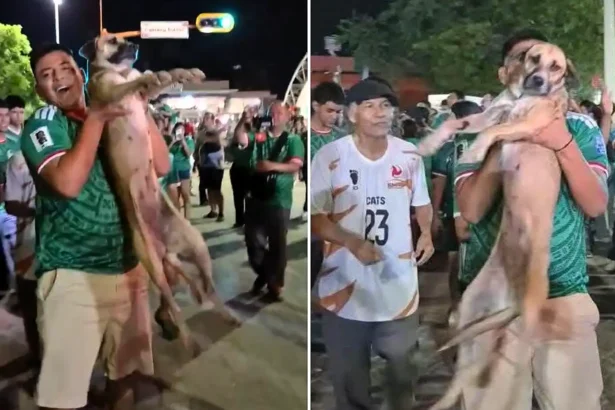 A family's month-long search for their missing dog ended in joy after they spotted her being carried aloft by partying fans celebrating Mexico's World Cup win live on TV.