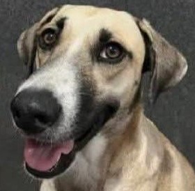 A family's month-long search for their missing dog ended in joy after they spotted her being carried aloft by partying fans celebrating Mexico's World Cup win live on TV.