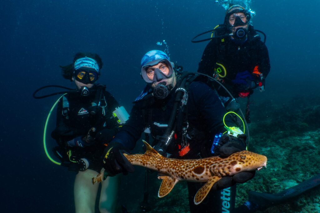 A new species of shark that walks along the seabed using its fins has been discovered in Papua New Guinea - the tenth walking shark species ever identified, covered in white spots and dashes.